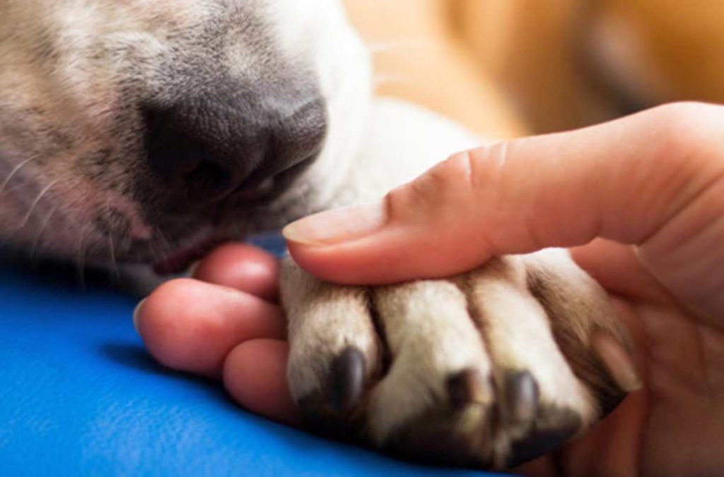 O que fazer quando o cachorro está com a pata inchada: causas e tratamento 11
