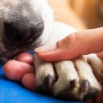 O que fazer quando o cachorro está com a pata inchada: causas e tratamento 5