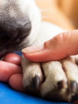 O que fazer quando o cachorro está com a pata inchada: causas e tratamento