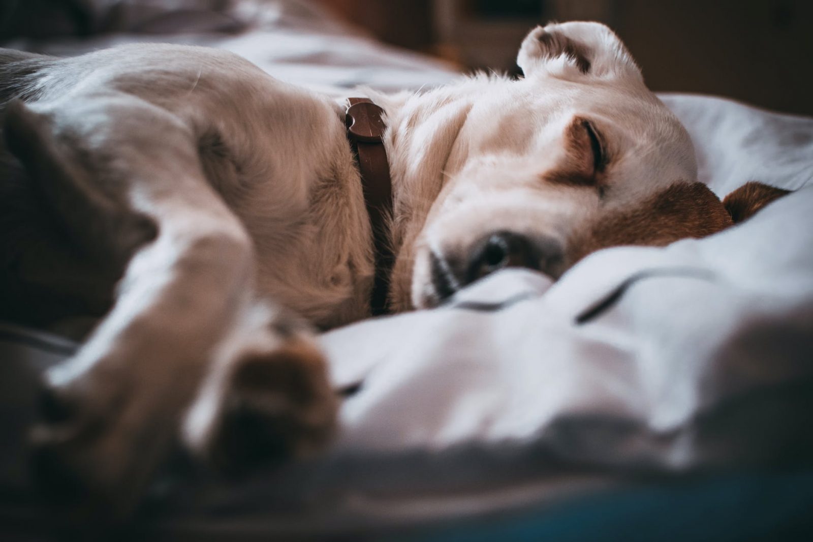 Cachorro em sono profundo, difícil de acordar? O que saber sobre o sono dos cães 1