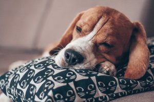 Tratamento para hipotireoidismo em cães em Santo André 7