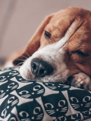 Tratamento para hipotireoidismo em cães em Santo André