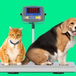 Cães e gatos obesos: como controlar e prevenir o ganho de peso em seu animal de estimação 12