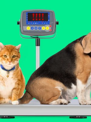Cães e gatos obesos: como controlar e prevenir o ganho de peso em seu animal de estimação