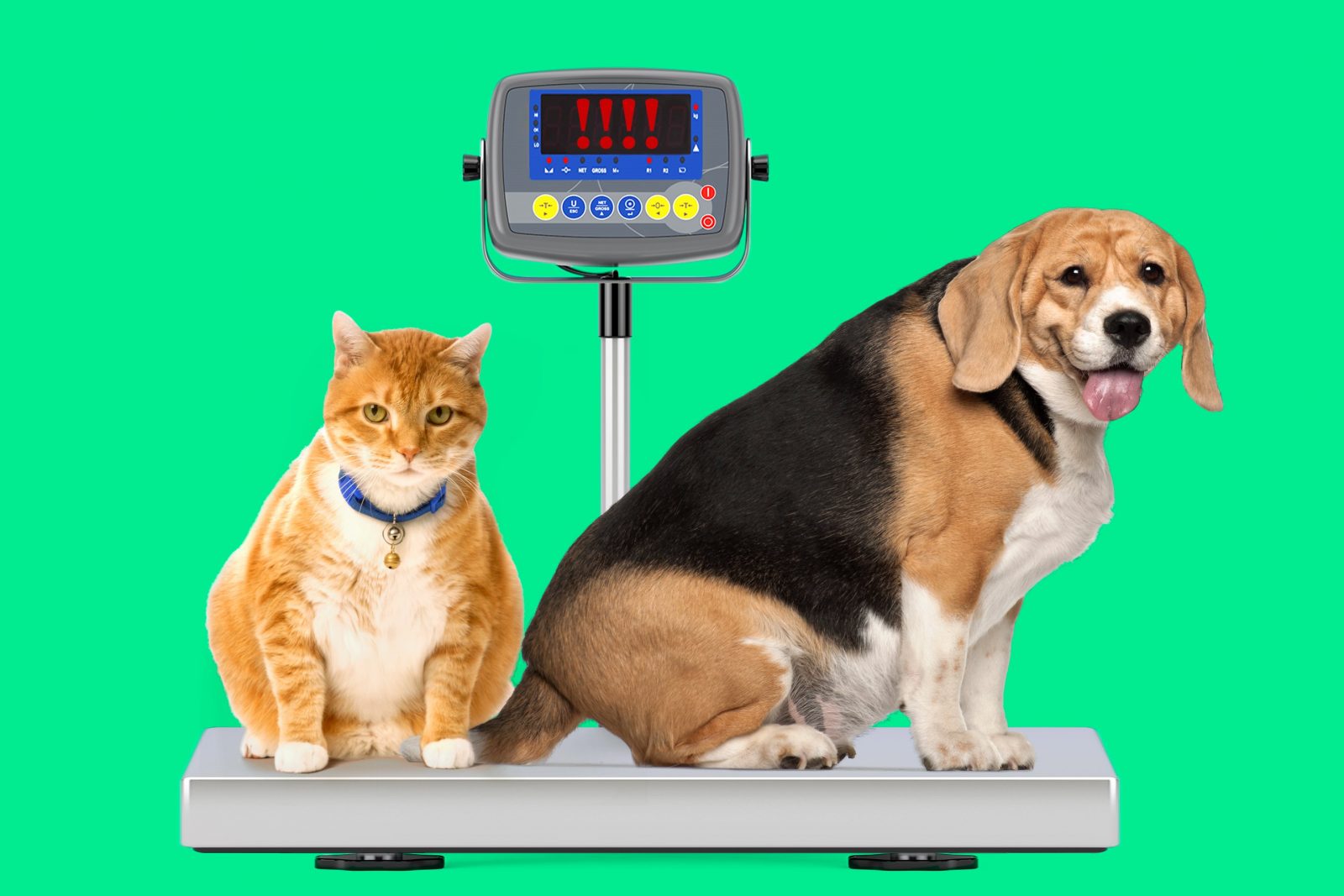 Cães e gatos obesos: como controlar e prevenir o ganho de peso em seu animal de estimação 1