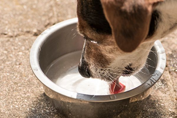 Cachorro com pele seca e coçando: causas e tratamento 5