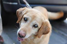 Catarata em cães: causas, diagnóstico e tratamento 5