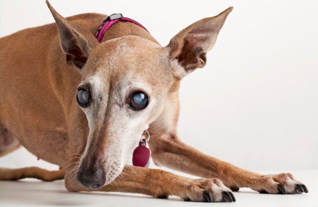 Catarata em cães: causas, diagnóstico e tratamento 3