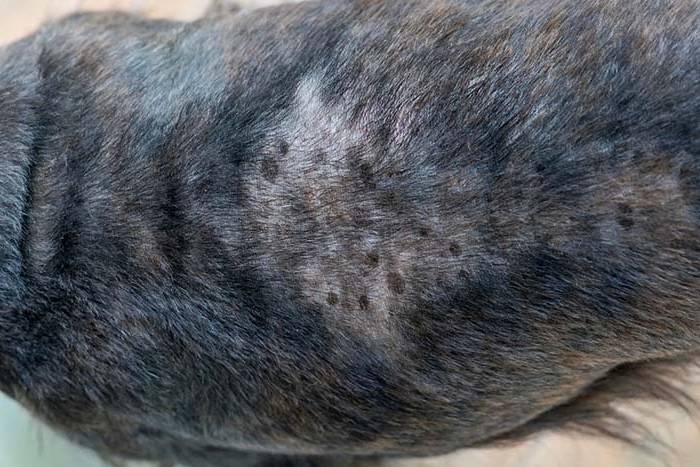 Cachorro com pele seca e coçando: causas e tratamento 2