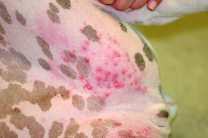Piodermite em cães: tudo o que você precisa saber sobre esta condição irritante de pele 2