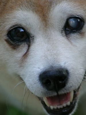 Por que meu cachorro tem olhos brancos?