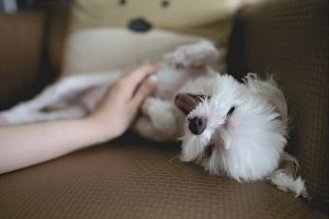 Por que seu cão tem erupção na pele? Causas comuns e tratamentos explicados 10