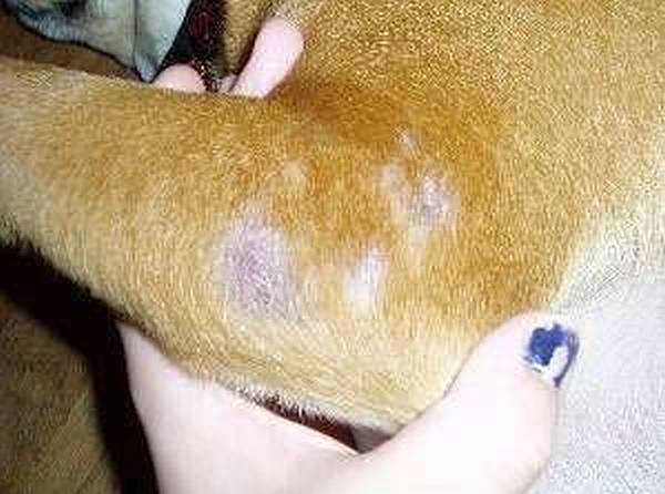 Por que seu cão tem erupção na pele? Causas comuns e tratamentos explicados 3