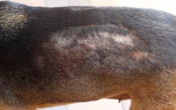 Cachorro com pele seca e coçando: causas e tratamento 3