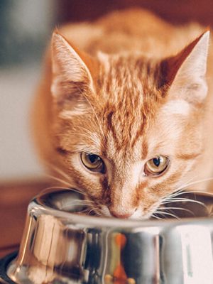 Sete alimentos que seu gato não deve comer