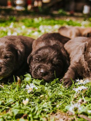 Como saber se um cachorro é um macho ou uma fêmea