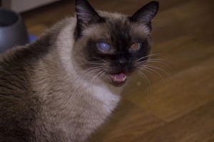 Olho turvo em gatos - causas e tratamentos 11