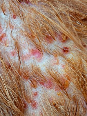 Piodermite em cães: causa, contágio, sintomas e tratamento