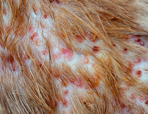 Piodermite em cães: tudo o que você precisa saber sobre esta condição irritante de pele