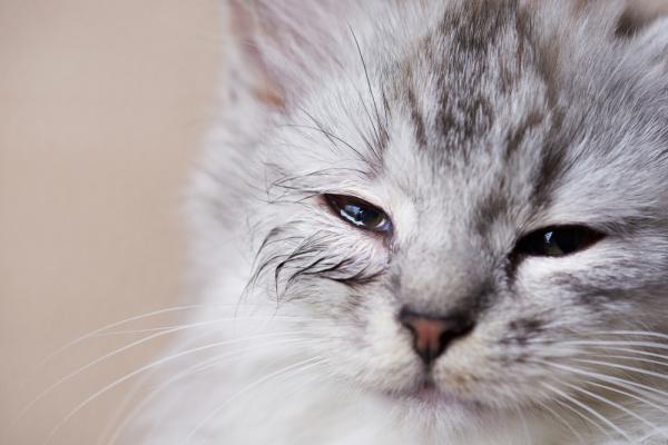 Por que meu gato tem olhos inchados? 5 sintomas e motivos para inchaço nos olhos do gato 17