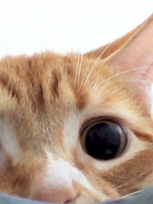Por que meu gato tem pupilas dilatadas?