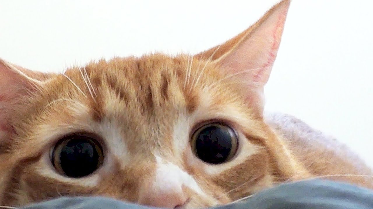 Por que meu gato tem pupilas dilatadas? 9