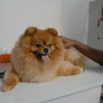Cachorro com pele seca e coçando: causas e tratamento 9