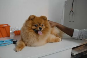 Cachorro com pele seca e coçando: causas e tratamento 8