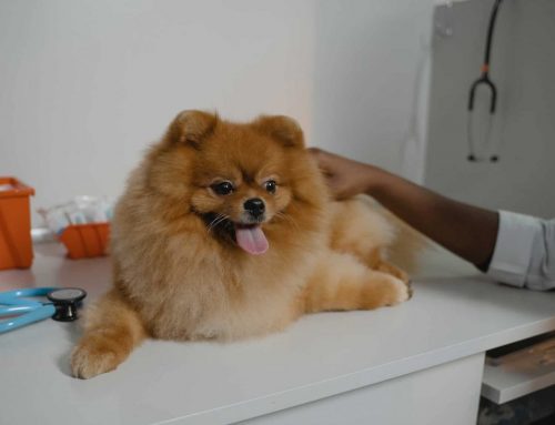Cachorro com pele seca e coçando: causas e tratamento