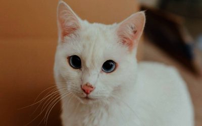 8 razões pelas quais seu gato não está comendo 1
