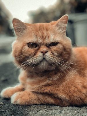 Quais são os sintomas da insuficiência renal em estágio terminal em gatos?