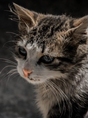 Como identificar infecções oculares de gato