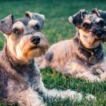 Diarreia com sangue em cachorro: causas, perigo e tratamentos 7