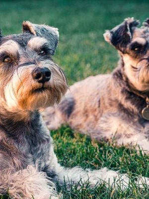 Diarreia com sangue em cachorro: causas, perigo e tratamentos