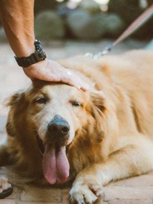 Espasmos musculares em cães: o que você precisa saber e fazer