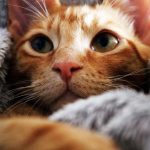 Massagem para gatos: quando, por que e como massagear seu gato 9