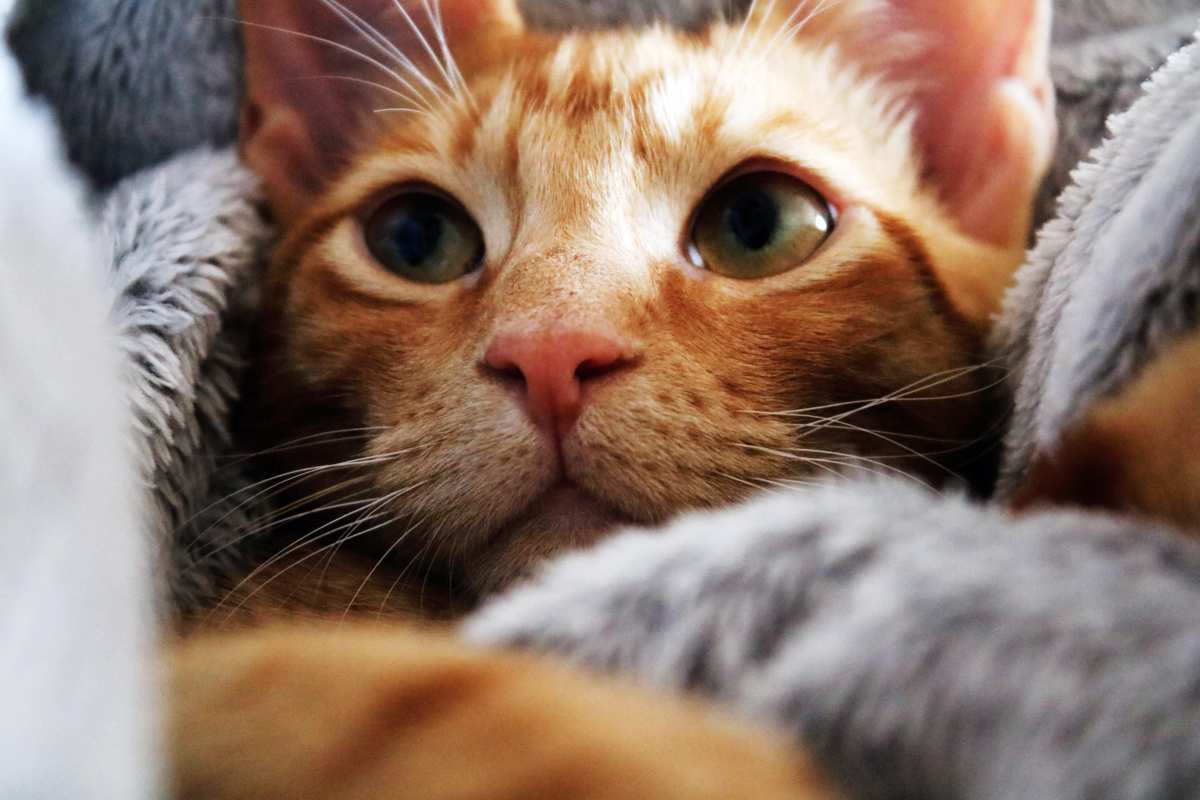 Gato com respiração pesada e ofegante: dispnéia felina