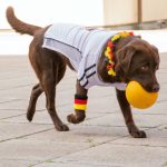 Hipoglicemia em cães: tudo o que você precisa saber 2