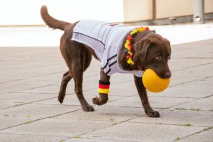 Hipoglicemia em cães: tudo o que você precisa saber 6