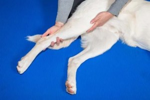 Espasmos musculares em cães: o que você precisa saber e fazer 3