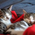 Como identificar o sexo de um gato: 3 formas de descobrir 3