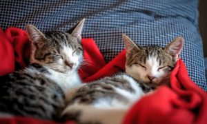 Como identificar o sexo de um gato: 3 formas de descobrir 6