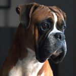 Problemas comuns de saúde em cães boxer 25