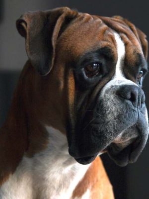 Problemas comuns de saúde em cães boxer