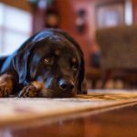 11 problemas de estômago em cães com imagens: sintomas, causas e tratamento 6