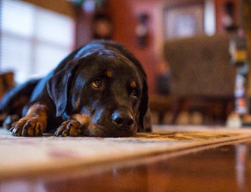 11 problemas de estômago em cães com imagens: sintomas, causas e tratamento
