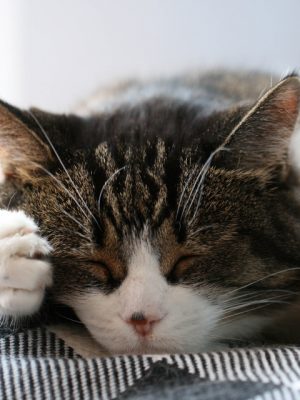 Causas da alergia em gatos e sintomas