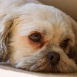Por que os olhos dos cães ficam lacrimejantes e manchados? 15