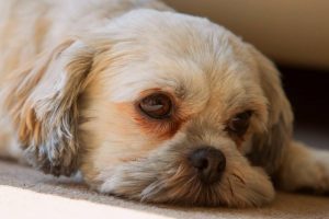 Por que os olhos dos cães ficam lacrimejantes e manchados? 5
