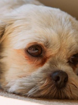 Por que os olhos dos cães ficam lacrimejantes e manchados?